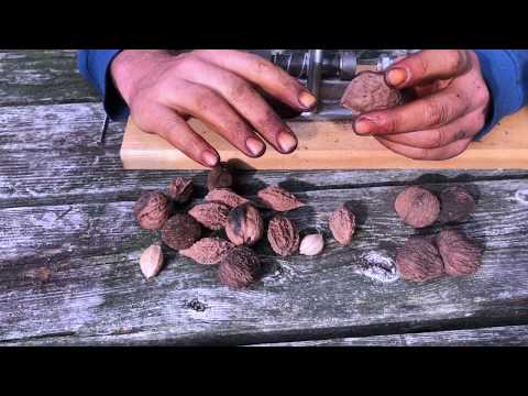 Видео: Мастер-орехокол — невероятный инструмент!