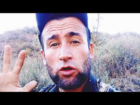 Видео: گرگ‌ ها ۱۰ گاو را  خوردند    10-ГОВА ХУРДАН ГУРГХО. ВОЛКИ.