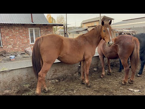 Видео: Асыл-тукум чарбадан чыккан ПОРОДА КУЛУНДУУ БЭЭлер сатылат🤚🏼🐴
