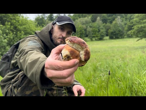 Видео: 500 км. ЗА ГРИБАМИ!!! НО ЭТО ЕЩЕ НЕ КОНЕЦ.....