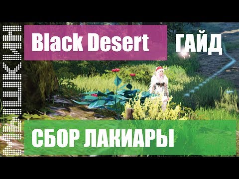 Видео: 📣 Black Desert. Сбор Лакиары. Практический гайд