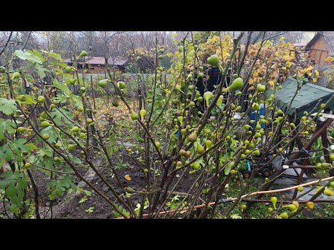 Видео: Інжир в листопаді.  