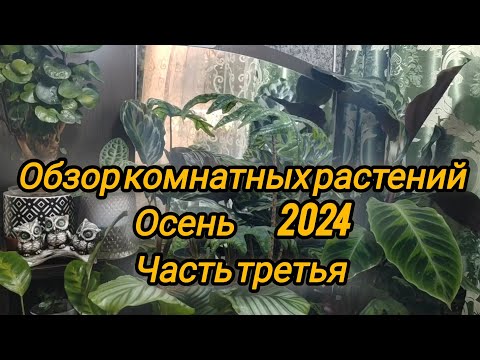 Видео: Обзор коллекции моих растений. Осень 2024. Часть третья.