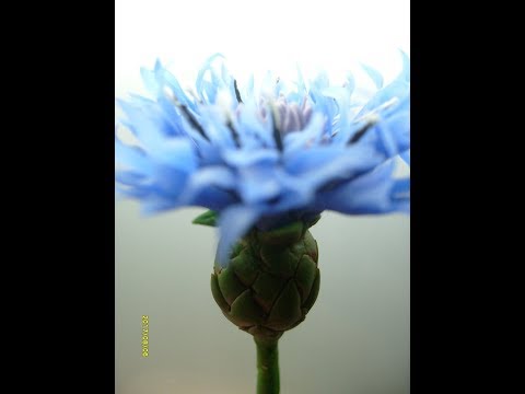 Видео: М.К.  Василёк из холодного фарфора. Автор МК - Татьяна Несина.