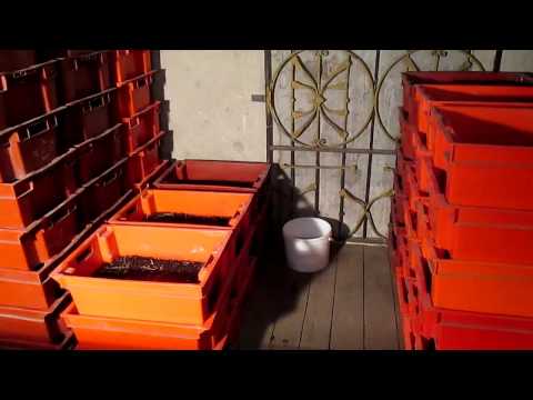 Видео: Бизнес идеи. Разведение дендробены. Кормление.