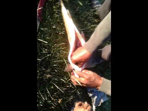 Видео: Нарынкол. Рыбалка