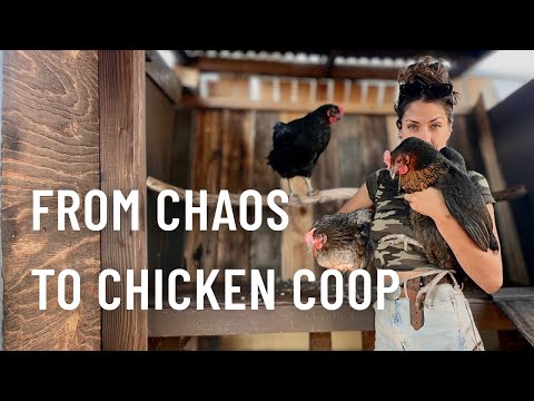 Видео: От хаоса до курятника | Всё готово!
