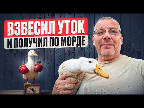 Видео: Сколько весит утка ЧЕРРИ-ВЕЛЛИ в 1 месяц 😲🐥 ВЕС, КОРМ и СОДЕРЖАНИЕ УТОК #МоеПодворье
