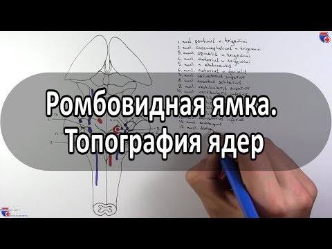Видео: Ромбовидная ямка. Топография ядер черепных нервов - meduniver.com