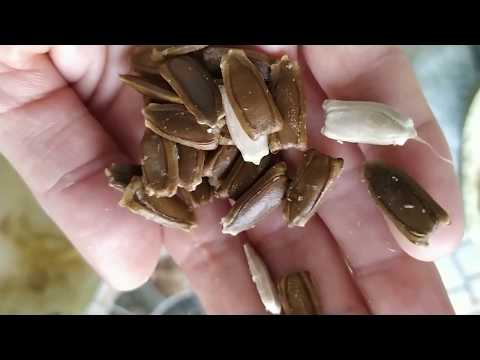 Видео: Лагенария.Как собрать семена . Что показало вскрытие?