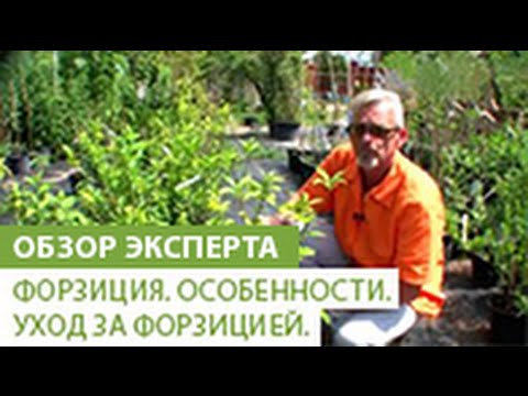 Видео: Форзиция. Особенности форзиции. Уход за форзицией.