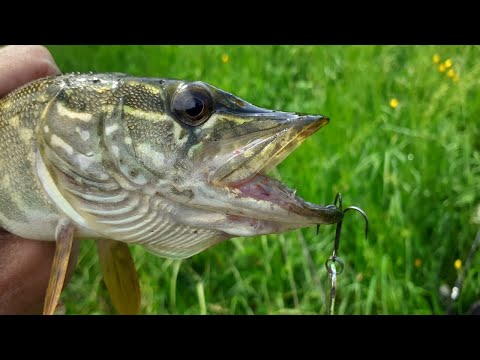 Видео: ЩУКА ПОЧАЛА КЛЮВАТИ ! ЛОВЛЯ ЩУКИ НА СПІНІНГ !