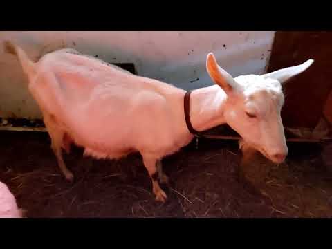 Видео: Признаки окота у козы / За два часа до окота / Что нужно знать?Зааненские козы