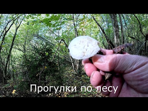 Видео: Прогулки по лесу | Выбрал место, где я все таки поставлю фотоловушку.