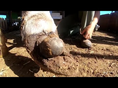 Видео: что-то странное на копыте...старый бык