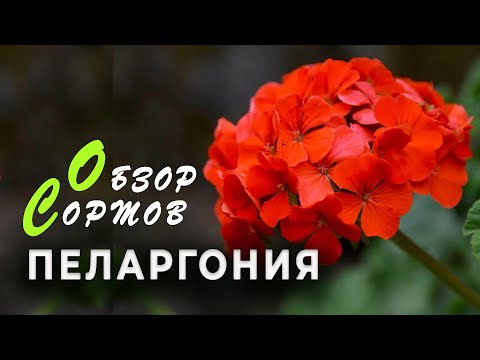 Видео: Пеларгония из семян. Обзор новых сортов