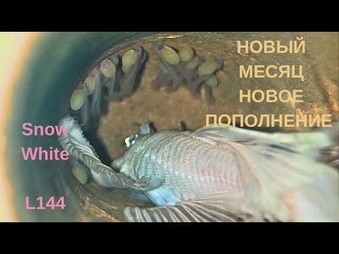 Видео: Успешно отнерестил #l144SnowWhite, а самец досидел на икре. Скорее трусим личинку! #анциструс