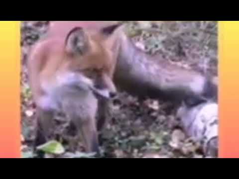 Видео: "На гостини до лісових звірят". 