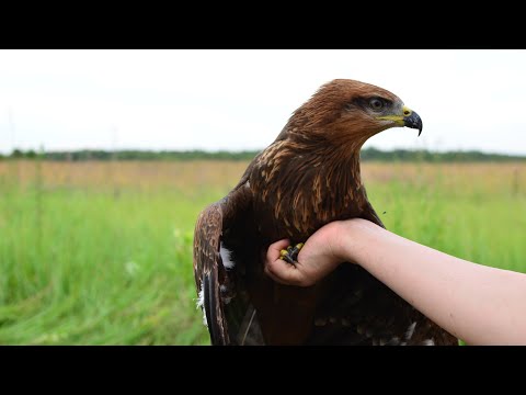 Видео: Возвращение коршуна Бумеранга