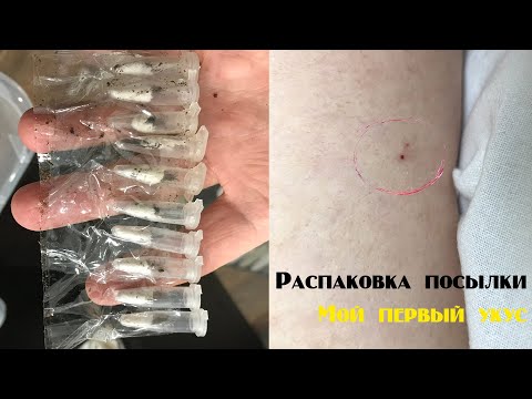 Видео: Распаковка посылки. Пересадка, побеги и первый укус от паука