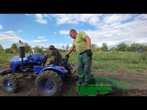 Видео: Викопали картоплю у сестри, врожай 2024 чудовий