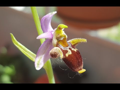 Видео: Прекрасная орхидея Хары Бюльбюль