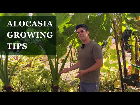 Видео: Советы по выращиванию гигантской алоказии в контейнерах в зоне 7b/8a #тропическийсад