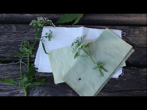 Видео: Окрашивание ткани натуральными красителями: Сныть / Natural Dyes: Ground Elder