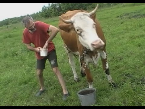 Видео: Как защитить корову от гнуса на пастбище, выгуле , народное средство