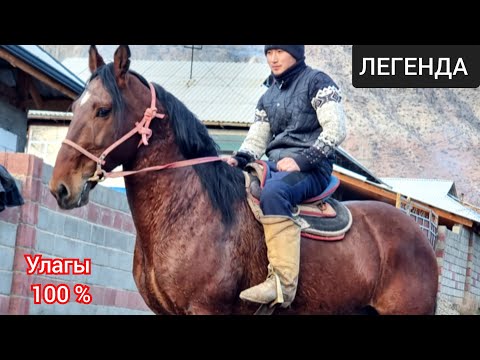 Видео: 🔥 ЛЕГЕНДА  🔥  Тектүү  ДАКАН  Уруктан  Улакта акча Санасын