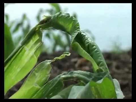 Видео: Вредитель кукурузы (корневой червь)