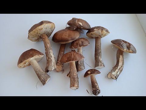 Видео: Как правильно готовить ЛЕСНЫЕ ГРИБЫ