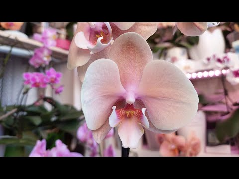 Видео: ДНЕВНИК ОРХОМАНА. СОРВАЛАСЬ - НАКУПИЛА орхидей!УСТАНЕТЕ смотреть 😁