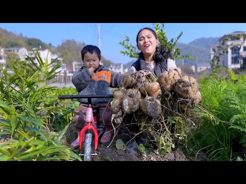 Видео: Сладкий картофель большой и обильный. Его можно есть сырым или жареным.