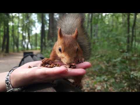 Видео: Белка-хипстер хорошо покушала / Hipster-squirrel ate well #squrrel