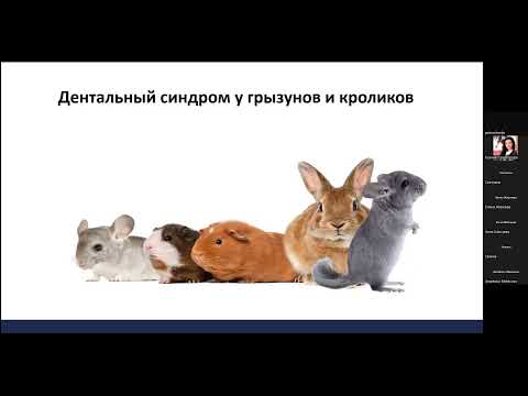 Видео: 13.10.22 «Дентальный синдром у грызунов и кроликов»