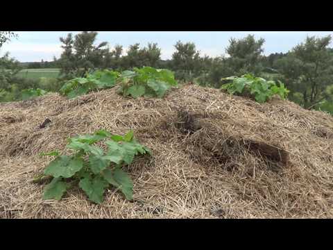 Видео: НАШ ЧЕРВЯЧНИК  часть 1