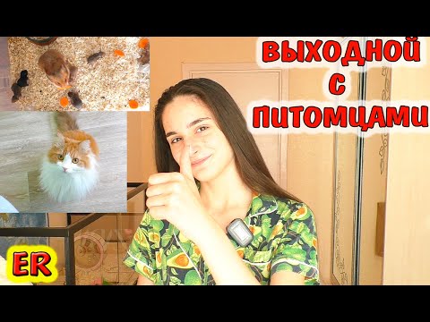 Видео: Наш  ДЕНЬ С ПИТОМЦАМИ / Реакция Алисы на Хомячат / Изироза / Easy Rose