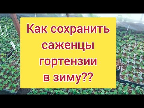 Видео: Отвечаю на частый вопрос по сохранению саженцев,черенков зимой👌