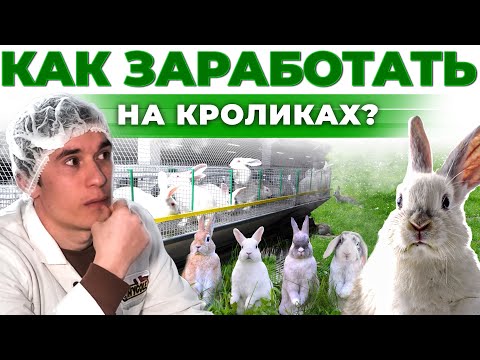Видео: Как открыть Бизнес в селе | Доход и риски | Как заработать на Кроликах? | Андрей Даниленко