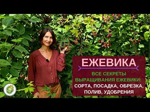 Видео: ЕЖЕВИКА - посадка, обрезка, уход//Все секреты большого урожая