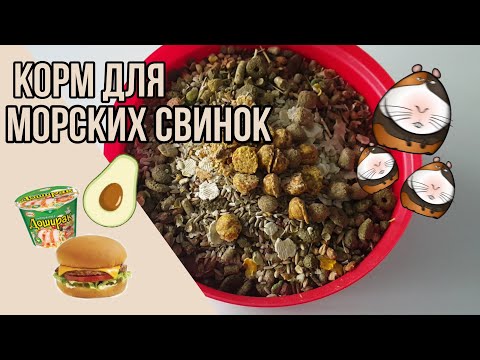 Видео: Смешиваю корм для морских свинок|СВИНКИ с МОРЯ
