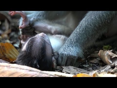 Видео: Держись, маленькая обезьянка, твоя мать учит тебя, как выжить.
