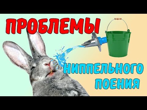 Видео: ПРОБЛЕМЫ НИППЕЛЬНОГО ПОЕНИЯ КРОЛИКОВ