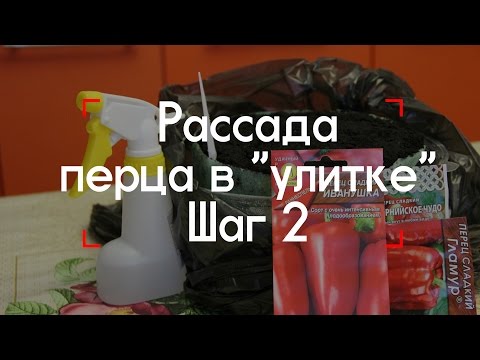 Видео: Рассада перца в "улитке". Шаг 2.