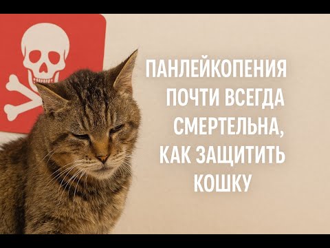Видео: Панлейкопения или чума кошек самая опасная болезнь, это почти всегда смерть. Как уберечь кошку.