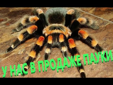 Видео: ЛОДКИ SPIDER ШИКАРНЫЙ НЕРЕГИСТРАТ ОТ НОВОГО ПРОИЗВОДИТЕЛЯ