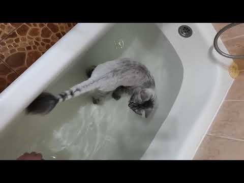 Видео: Кот пошёл купаться | Такого ты ещё не видел | Коты в ванне