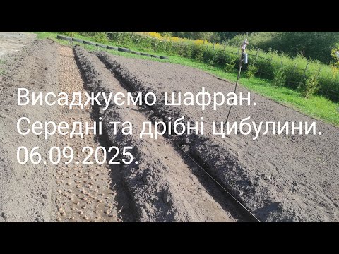 Видео: Висаджуємо шафран.Середні та дрібні цибулини.