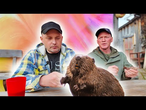 Видео: КАК МЫ БОБРА ЕЛИ СЕРЁЖЕЙ ГОЛОВОРЕЗОМ.